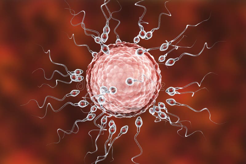 fertilization of a human egg takes place in the