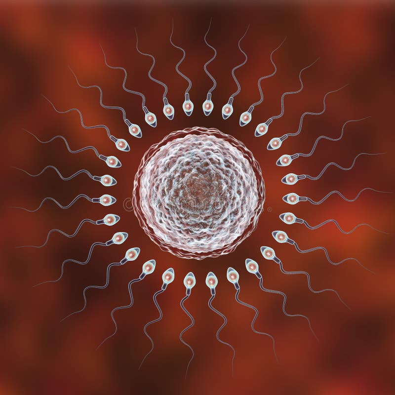  Fertilization  Of Human  Egg  Cell By Spermatozoan Stock 