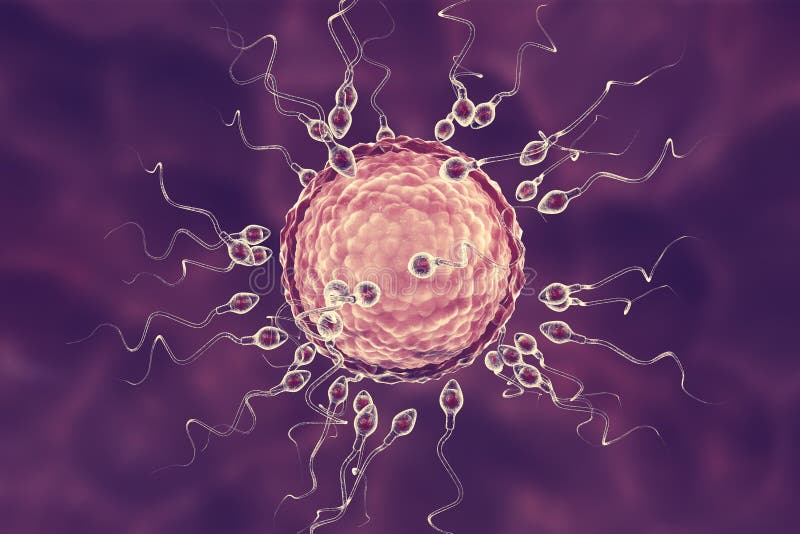  Fertilization  Of Human  Egg  Cell By Spermatozoan Stock 
