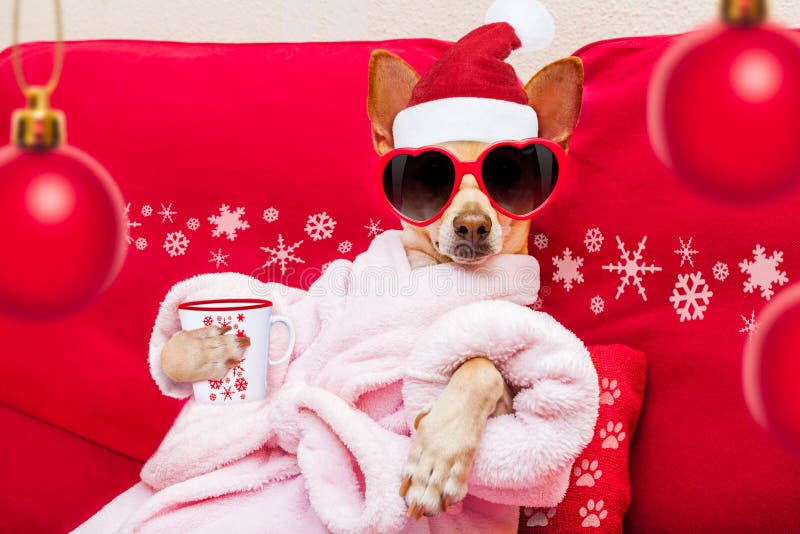 Feste Di Natale Di Benessere Della Stazione Termale Del Cane Fotografia Stock Immagine Di Termale Benessere