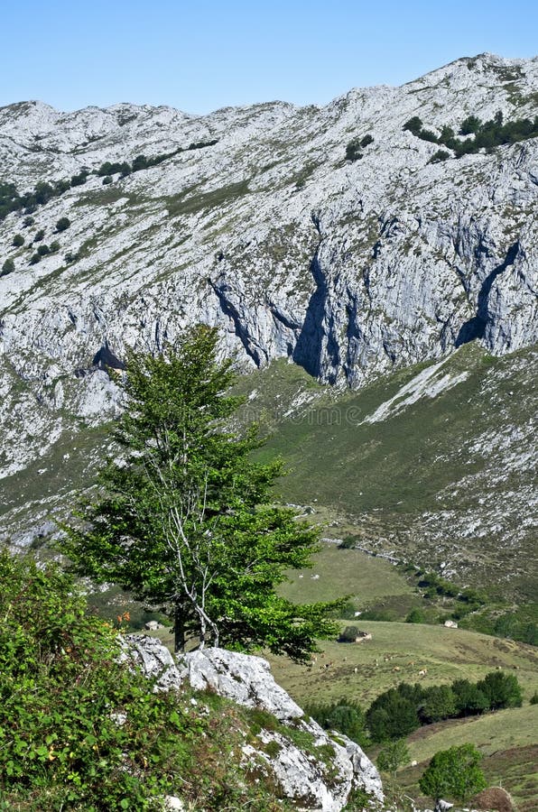 Feste a Picos de Europa, Asturie, Spagna fotografia stock libera da diritti Feste a Picos de Europa, Asturie, Spagna fotografia stock libera da diritti