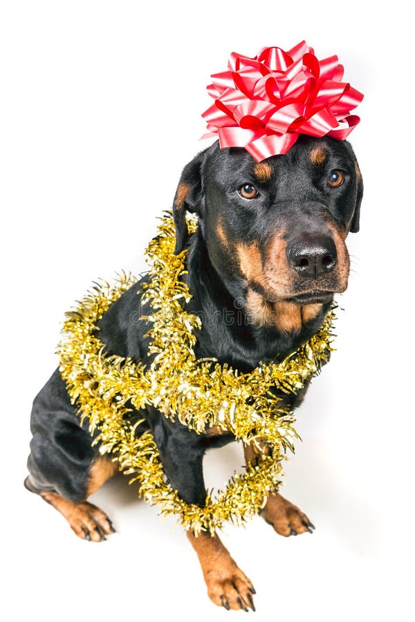 Festive Dog In Party Tinsel And Bow Stock Image Image of tinsel