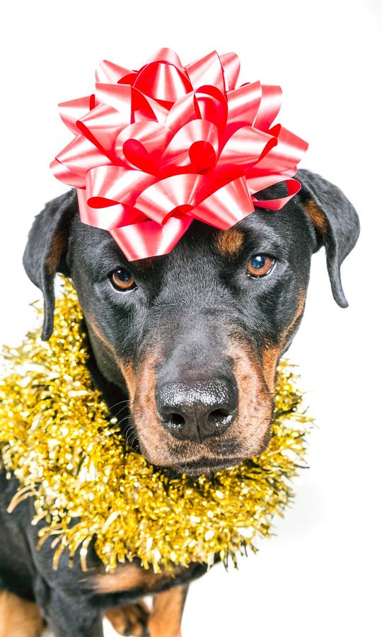 Festive Dog In Party Tinsel And Bow Stock Image Image of tinsel