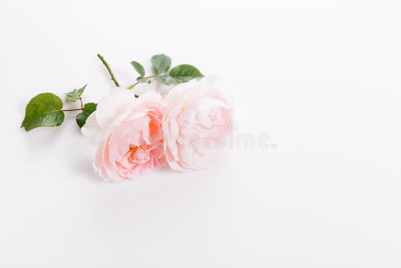 Festive flower composition on the white background. Overhead view