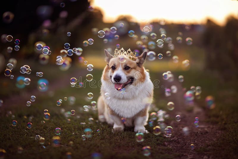 Festive  cute corgi dog in a golden crown sitting in the garden among shiny soap bubbles royalty free stock images