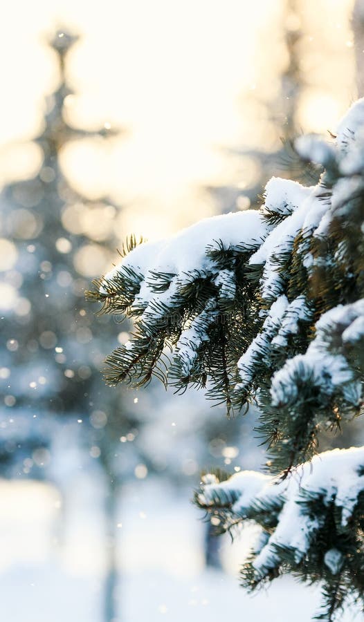 Beautiful festive green spruce branch covered with white snow on a background of shiny circles and snowflakes. Beautiful festive green spruce branch covered with white snow on a background of shiny circles and snowflakes