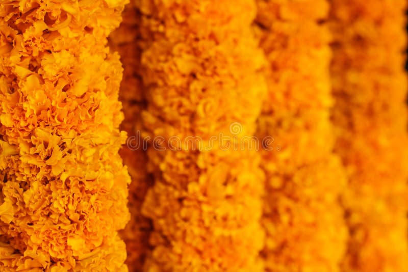 Festão do cravo-de-defunto no mercado da flor de Banguecoque Foco seletivo Fundo floral brilhante Laranja amarela flor colorida imagens de stock Festão do cravo-de-defunto no mercado da flor de Banguecoque Foco seletivo Fundo floral brilhante Laranja amarela flor colorida imagens de stock
