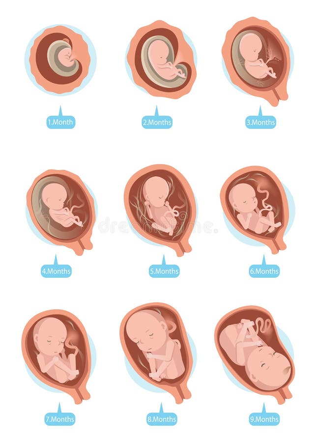 Fetal Growth stock vector. Illustration of fetus, fertility - 78922182