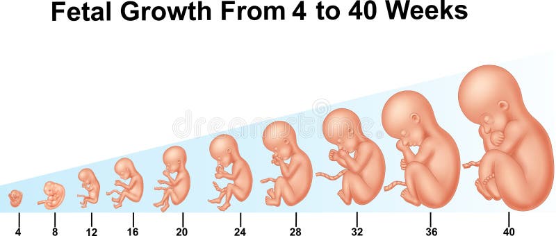 Fetal growth from 4 to 40 weeks