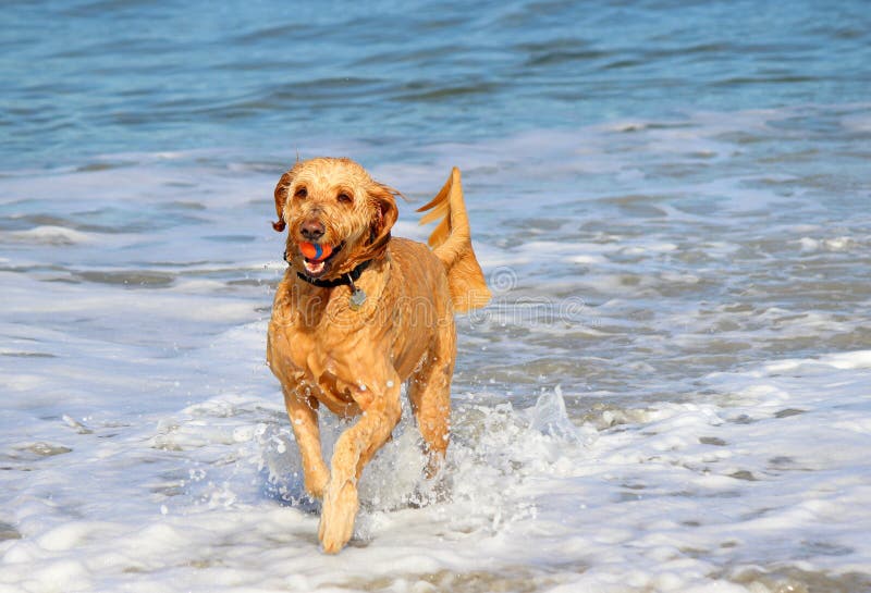 Fetching a Ball stock photo. Image of beach, golden, breed - 83345524
