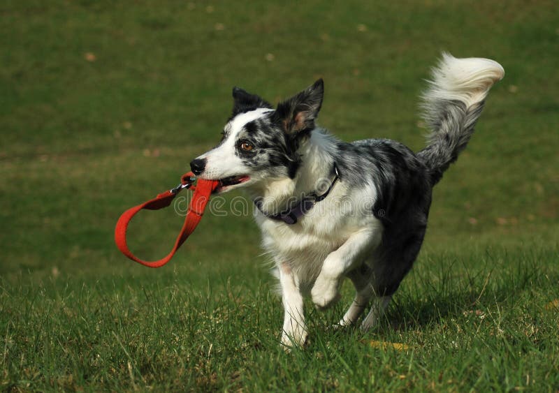 Fetching the leash