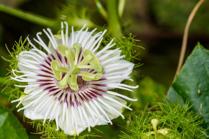 Fetid passionflower stock photography