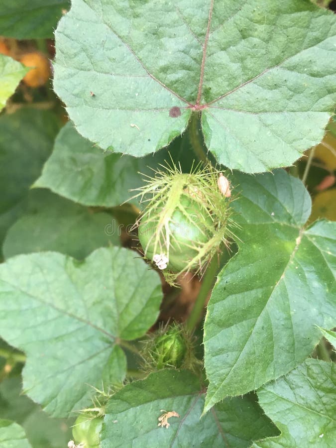 Fetid passionflower, Scarletfruit passionflower, Flower bud stock image Fetid passionflower, Scarletfruit passionflower, Flower bud stock image