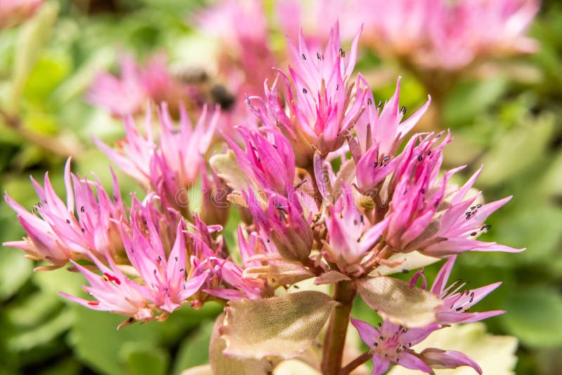 FetknoppSedum för blommor suckulent närbild av små rosa Sedum stenhuggareblommor, i familjen av crassula- och suckulentväxter royaltyfria foton FetknoppSedum för blommor suckulent närbild av små rosa Sedum stenhuggareblommor, i familjen av crassula- och suckulentväxter royaltyfria foton