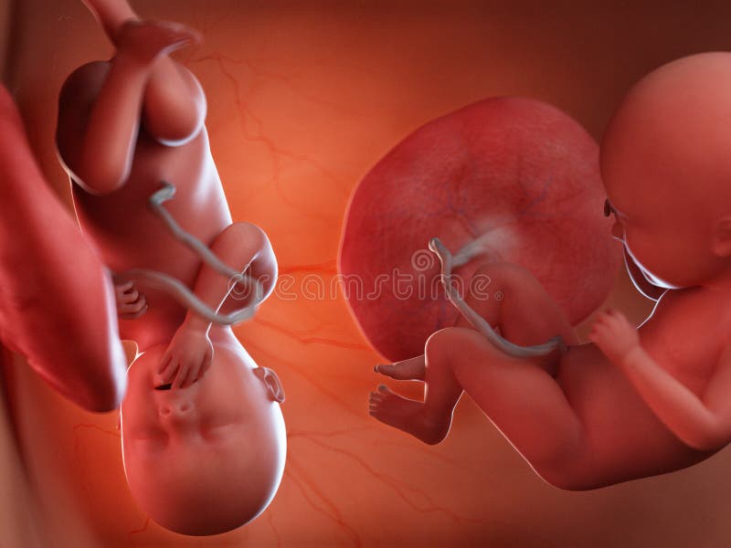 3d rendered medically accurate illustration of twin fetuses - week 35. 3d rendered medically accurate illustration of twin fetuses - week 35