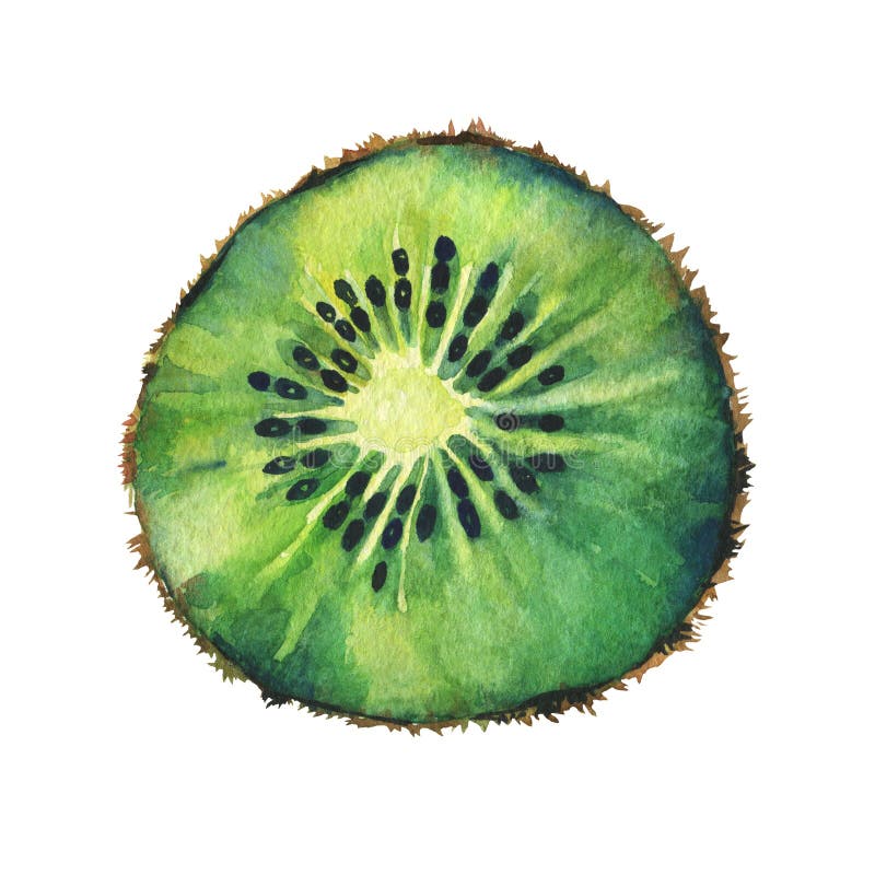 Fetta di kiwi fresco illustrazione vettoriale