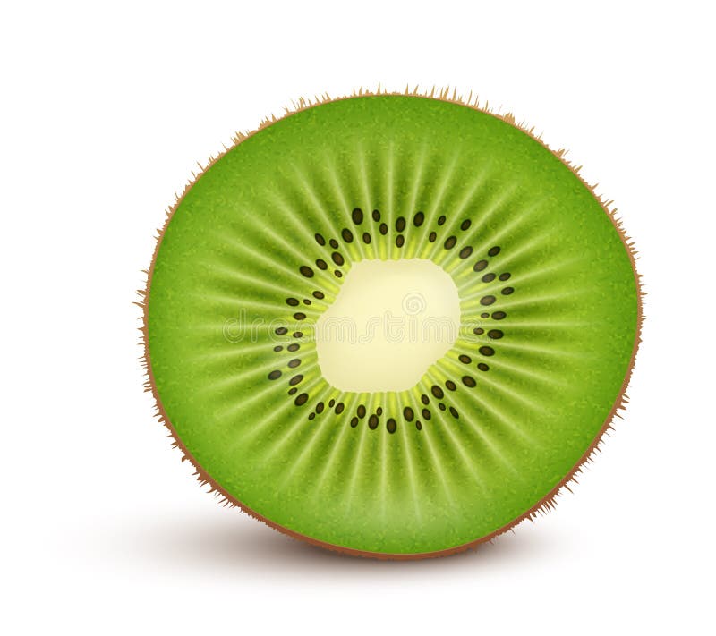 Fetta fresca del kiwi illustrazione vettoriale