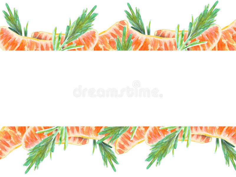 Fette fresche arancioni di mandarini con foglie verdi di filetto di acquerello disegnato a mano di rosmarino isolate su bianco. Co fotografie stock