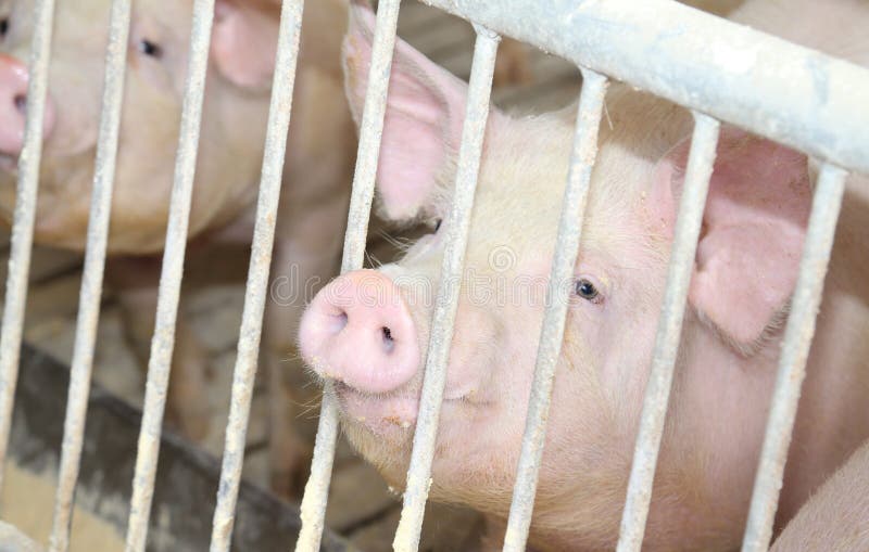 Fette Schweine in einem Schweinestall auf einem Bauernhof lizenzfreie stockfotos Fette Schweine in einem Schweinestall auf einem Bauernhof lizenzfreie stockfotos