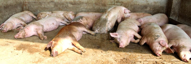 Fette Schweine im Schweinestall des Bauernhofes stockfotografie Fette Schweine im Schweinestall des Bauernhofes stockfotografie