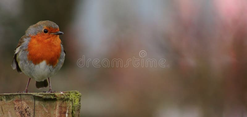 Robin sitting outside in the cold,. Robin sitting outside in the cold,