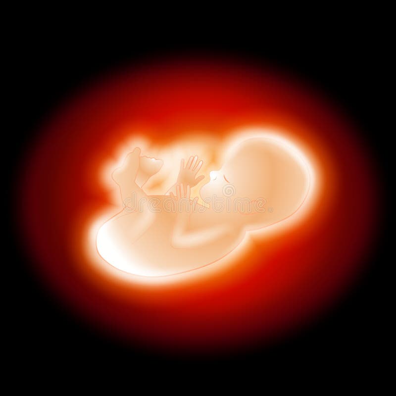 Príklad predstavovať malý plod v tme maternici obklopené svetlo žiariace červená a biela.