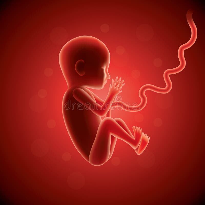Fetus in womb vector stock illustration
