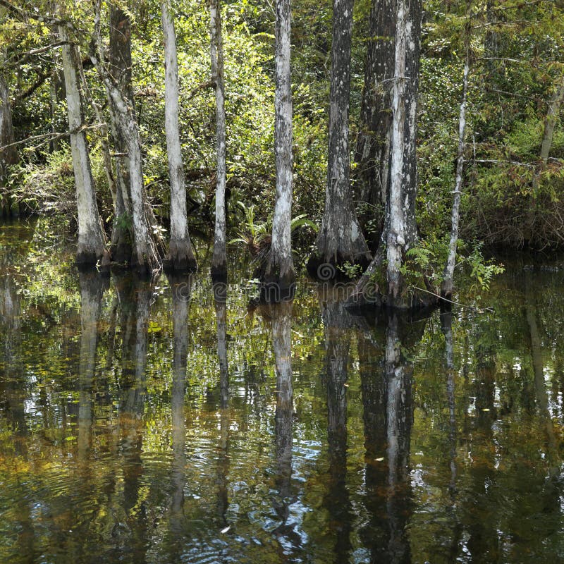 Feuchtgebiet in den Florida-Sumpfgebieten.