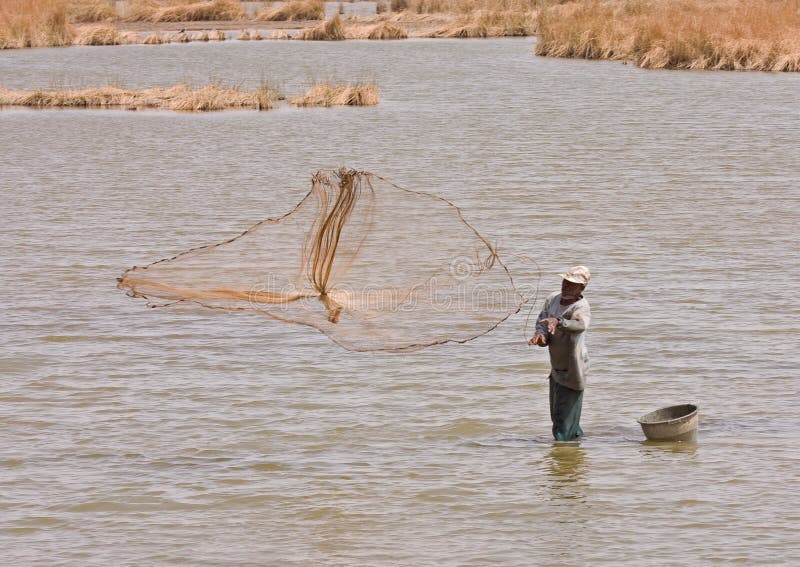 Feuchtgebiets-Fischer im Gambia
