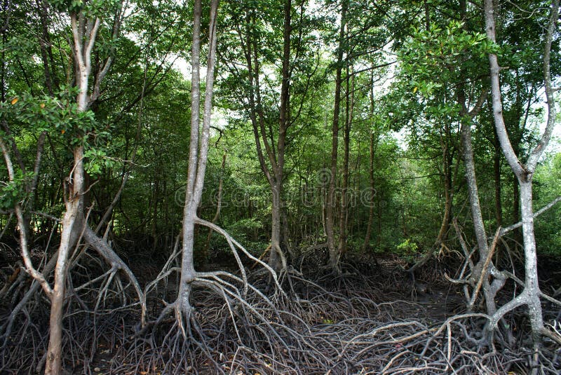 Feuchtgebiets-Mangroven