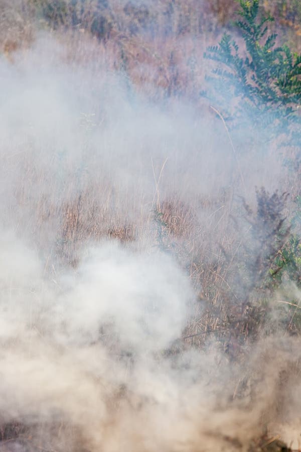 Feuer auf der Wiese, flatternder dicker Rauch stockbild