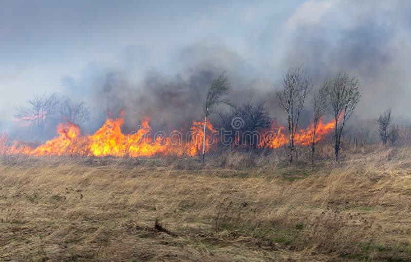 Feuer auf trockenem Gras und Bäumen stockbild Feuer auf trockenem Gras und Bäumen stockbild