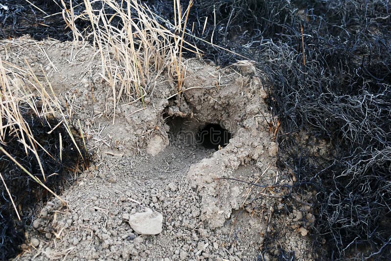 Feuer und Schlangennest auf dem Gebiet, natürliche Tierkäfige, Reptiltierkäfige, lizenzfreie stockfotos Feuer und Schlangennest auf dem Gebiet, natürliche Tierkäfige, Reptiltierkäfige, lizenzfreie stockfotos