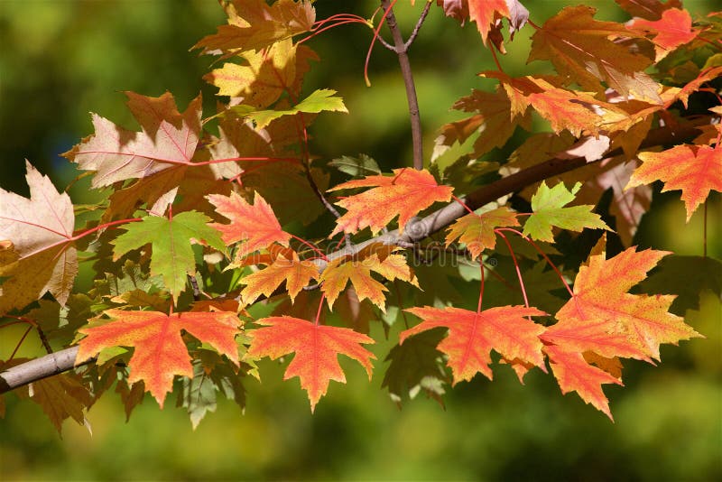 Feuillage d'automne photo libre de droits Feuillage d'automne photo libre de droits