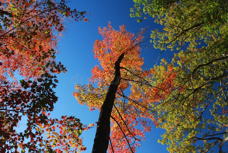 Feuillage d'automne photo stock Feuillage d'automne photo stock