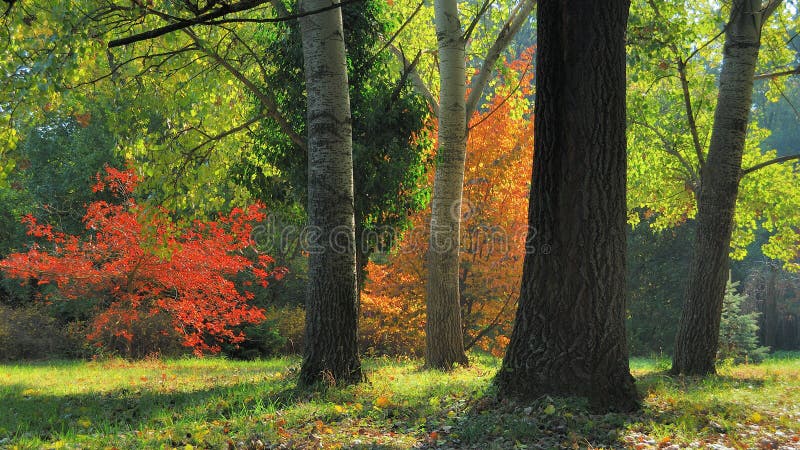 Early Fall Foliage Autumn Trees in Pannonhalma Arboretum garden, Hungary. Early Fall Foliage Autumn Trees in Pannonhalma Arboretum garden, Hungary.