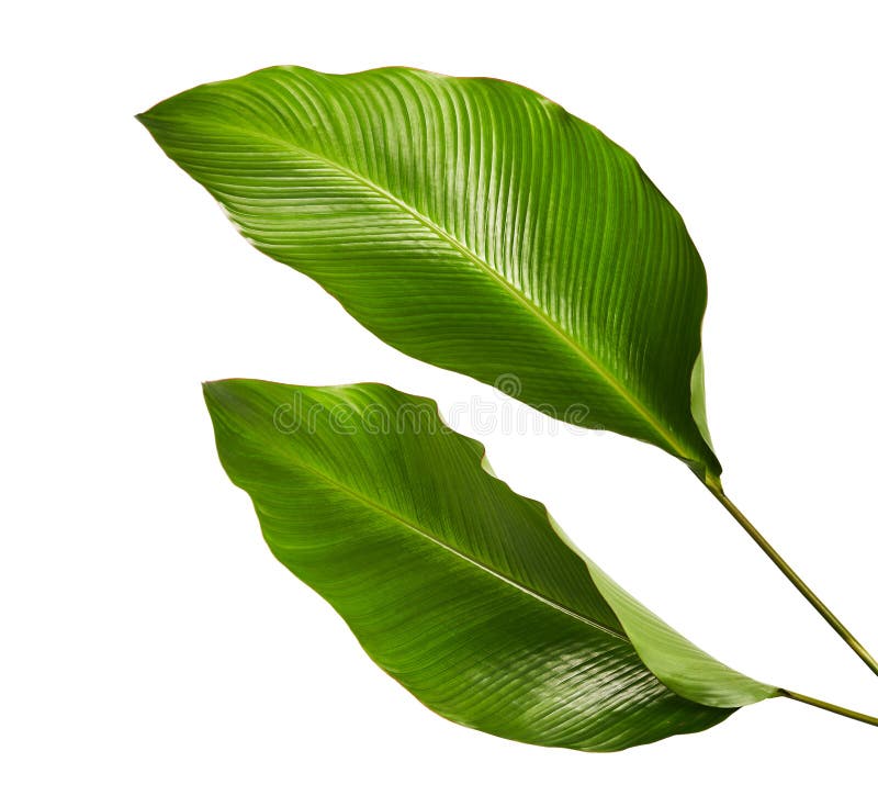 Feuillage de Calathea, feuille tropicale exotique, grande feuille verte, d'isolement sur le fond blanc images libres de droits Feuillage de Calathea, feuille tropicale exotique, grande feuille verte, d'isolement sur le fond blanc images libres de droits