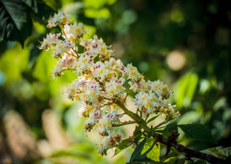 Feuillage et fleurs de hippocastanum d'Aesculus de châtaigne Fleurs d'arbre de marron de marron d'Inde, feuille photographie stock libre de droits Feuillage et fleurs de hippocastanum d'Aesculus de châtaigne Fleurs d'arbre de marron de marron d'Inde, feuille photographie stock libre de droits