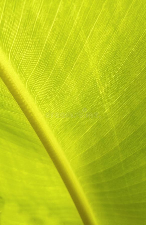 Feuille images libres de droits Feuille images libres de droits