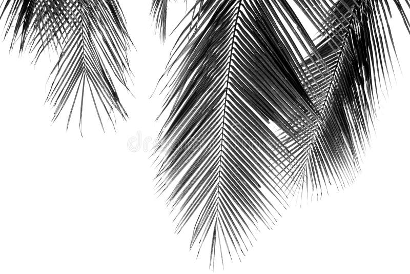 Feuille blanche et noire de cocotiers photos libres de droits Feuille blanche et noire de cocotiers photos libres de droits