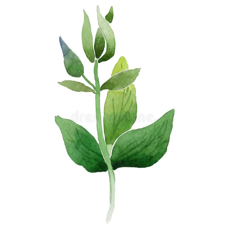 Feuille bleue de fleur d'ancolie de Wildflower dans un style d'aquarelle d'isolement illustration de vecteur Feuille bleue de fleur d'ancolie de Wildflower dans un style d'aquarelle d'isolement illustration de vecteur