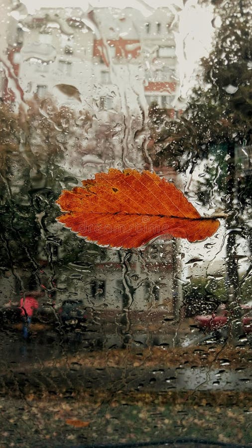 Feuille d'automne sur le pare-brise image stock Feuille d'automne sur le pare-brise image stock