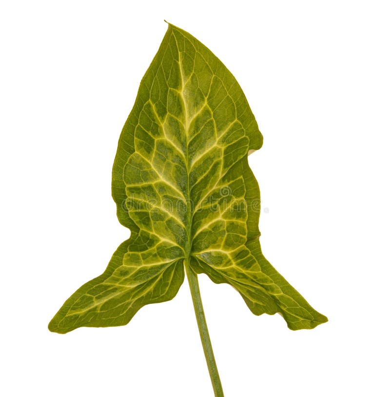 Feuille d'usine de faux gouet Italien d'arum :. Feuille d'usine de faux gouet Italien d'arum avec le magnifique modèle isolée sur le fond blanc