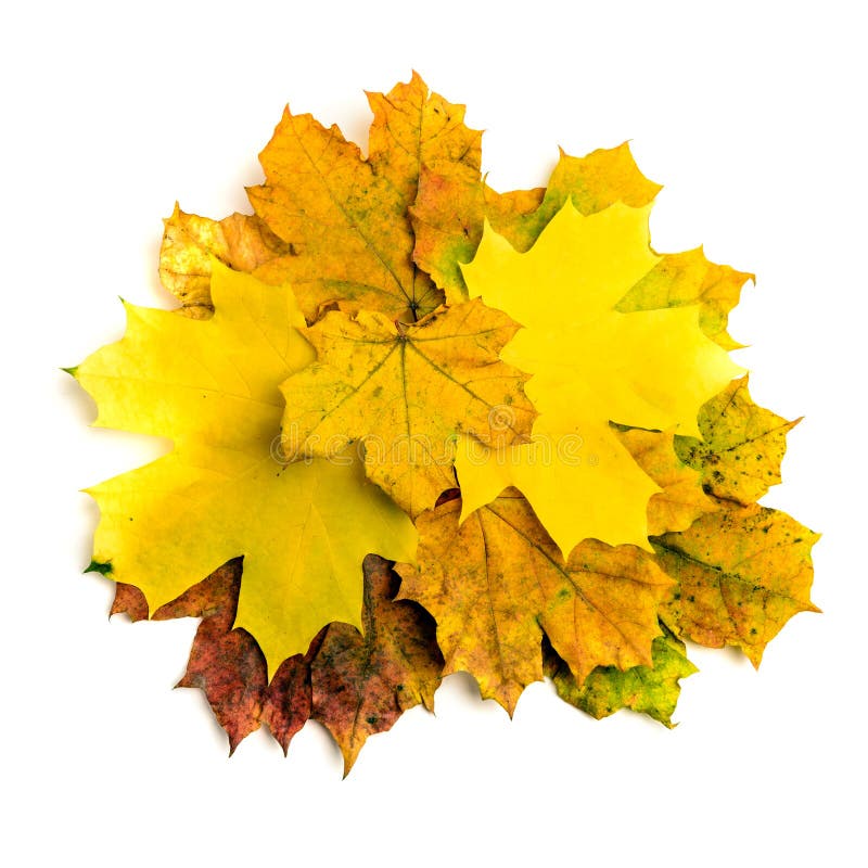 Tas De Feuillage D'érable De Chute Sur La Table En Bois Image stock