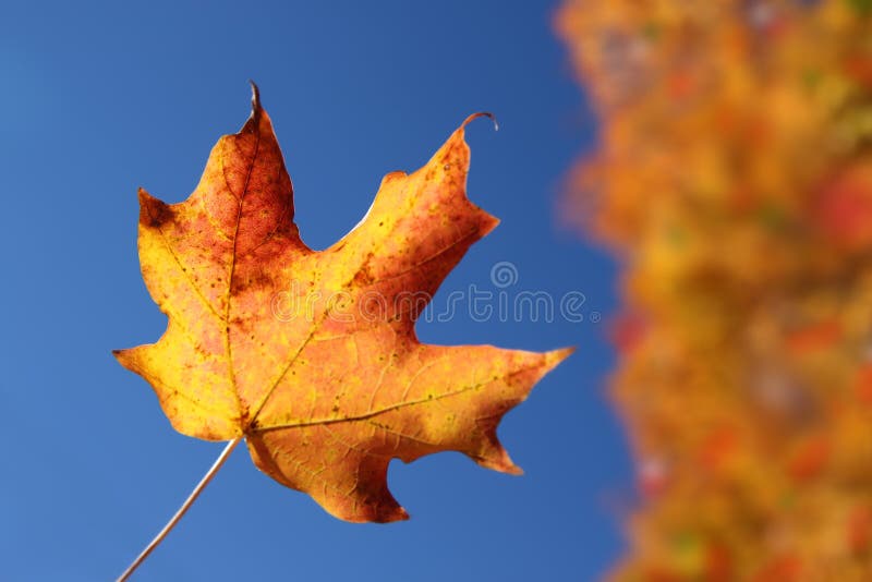 Feuille d'érable orange en automne photo stock Feuille d'érable orange en automne photo stock