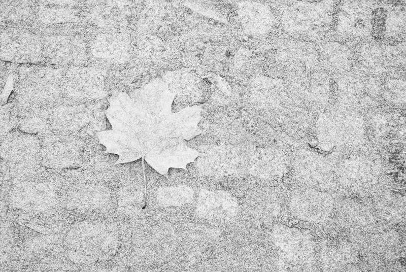 Feuille d'érable simple sur le trottoir couvert par gel image stock Feuille d'érable simple sur le trottoir couvert par gel image stock