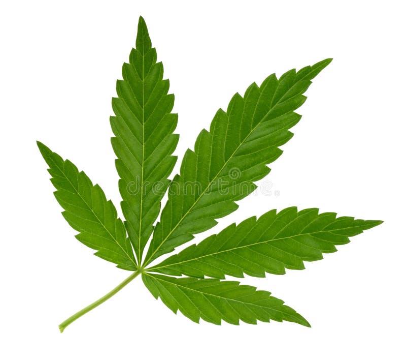 Feuille de cannabis d'isolement sur le blanc sans ombre photographie stock Feuille de cannabis d'isolement sur le blanc sans ombre photographie stock