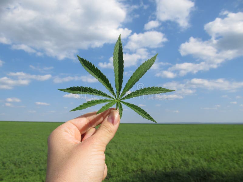Feuille de cannabis dans la main contre un ciel nuageux bleu et un champ vert photo stock Feuille de cannabis dans la main contre un ciel nuageux bleu et un champ vert photo stock
