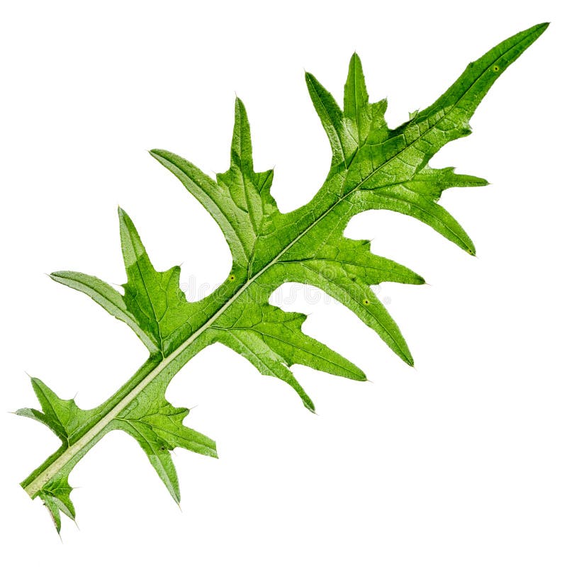 Feuille de chardon photographie stock libre de droits Feuille de chardon photographie stock libre de droits
