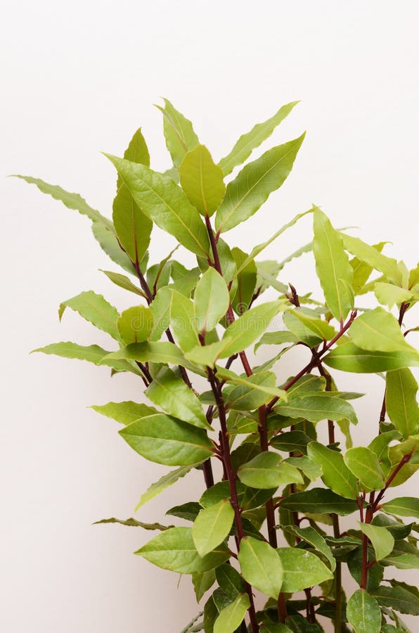 Nobilis De Willow Leaf Bay Laurel Laurus Photo stock Image du